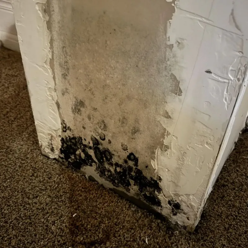 Professional Mold Removal in Erie, PA